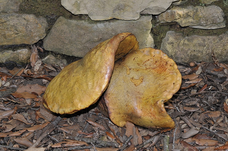 Boletus luridus - Schff.: Fr.